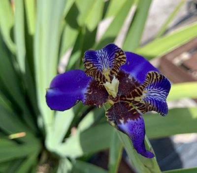 IRIS REGINA