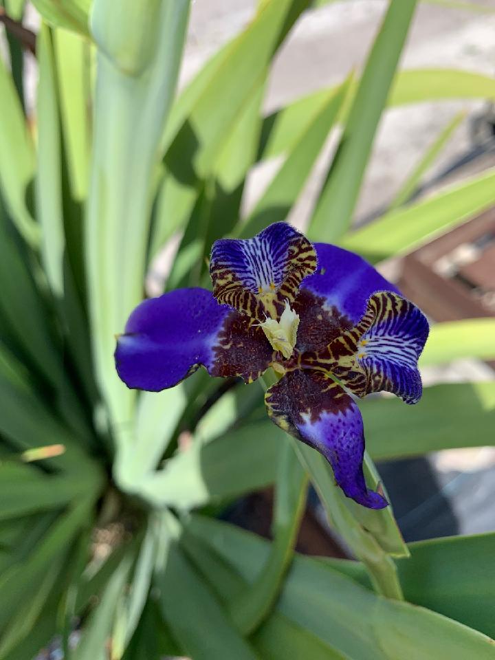 IRIS REGINA