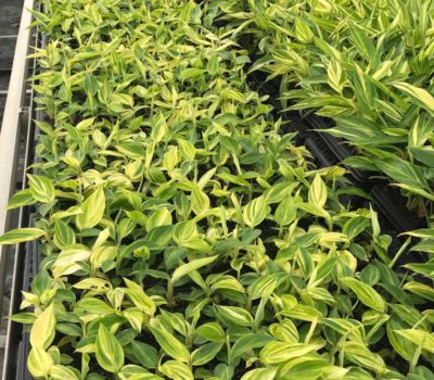 VARIEGATED GINGER